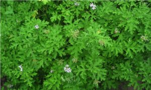 Dr Westerlunds blomma